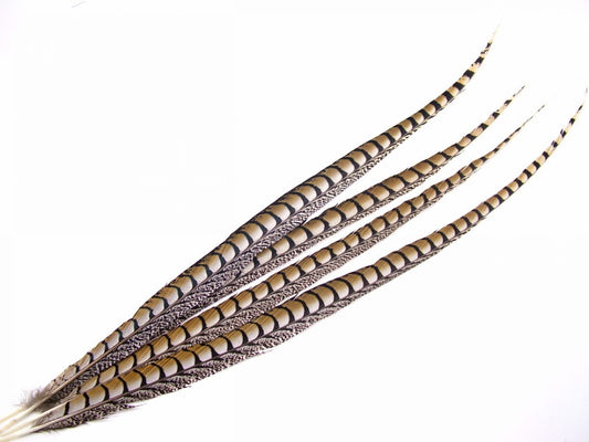 Lady Amherst Pheasant Tail Feathers - each