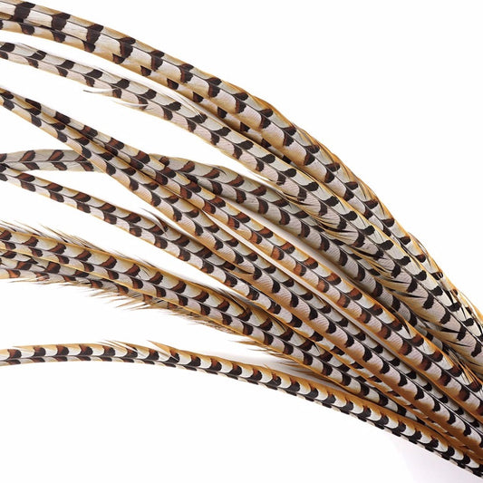 Reeves Pheasant Tail Feathers - each