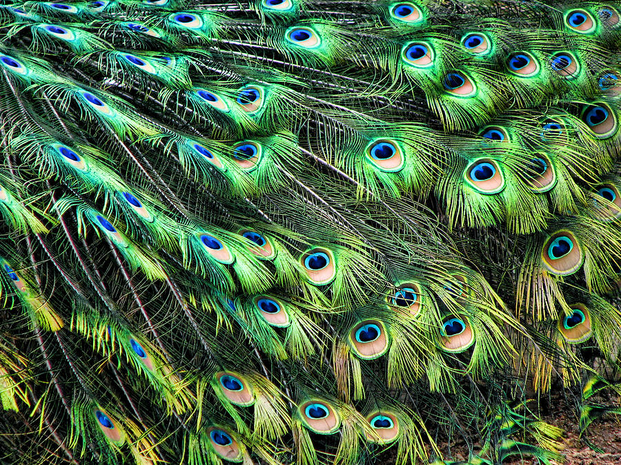 Long Peacock Tail Feathers