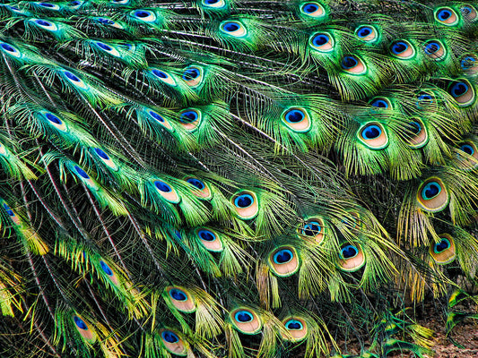 Long Peacock Tail Feathers