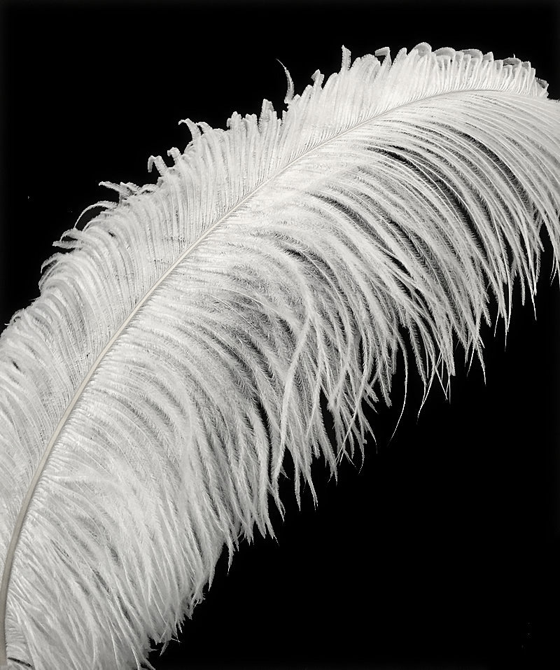 Prime Quality Ostrich Wing Plumes - each